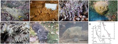 Differences in the Structural Components Influence the Pumping Capacity of Marine Sponges